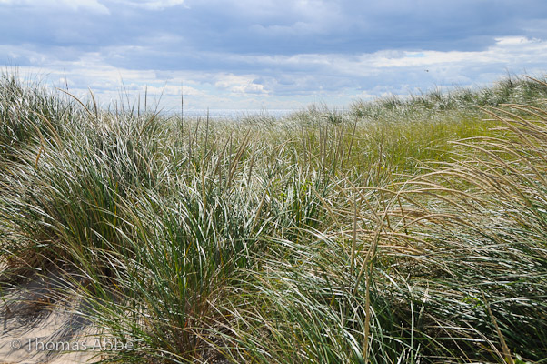 September Beach Grass