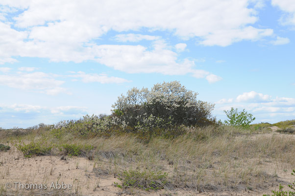 Blooming Beach Plum