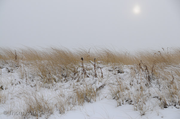 Winter Sun