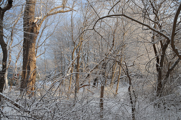 Painting with Snow