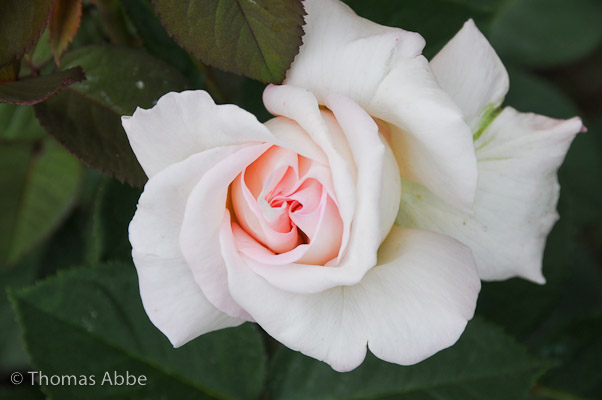 Peace Rose
