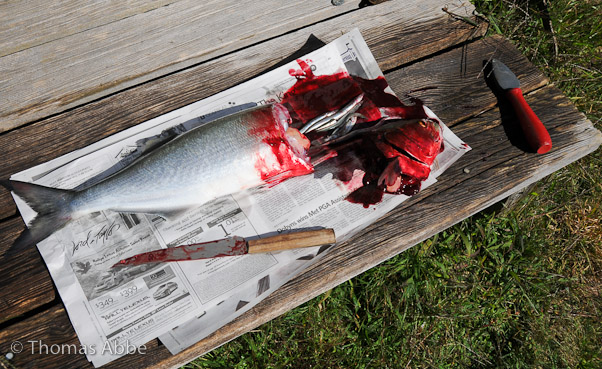 Bluefish for Dinner