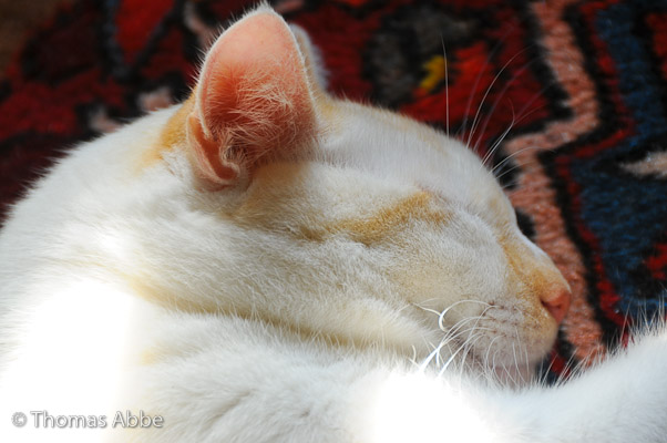 Yuki Catnapping