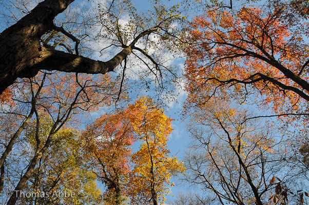 Fire in the Trees