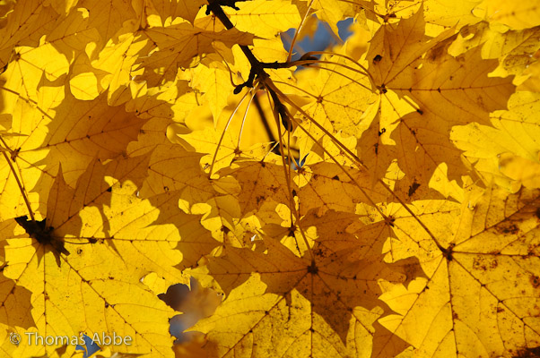 Maple Leaf Shadows